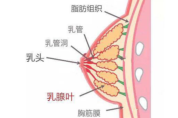 乳腺纤维瘤